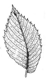 Na pniach drzew rosnących wzdłuż dróg, rośnie wiele cennych gatunków porostów. d. Jesion i kasztanowiec mają liście złożone. Zadanie 2. (0 1).