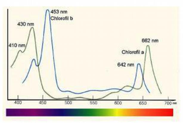 3. Chemiczne zagrożenia środowiska Wpływ zasolenia gleby na rozwój siewek pomidora 3 Rysunek 1. Struktura chlorofilu a i b.