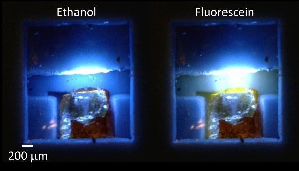 Mikrosystem do oznaczania próbek biologicznych za pomocą pomiaru fluorescencji (wersja modułowa)