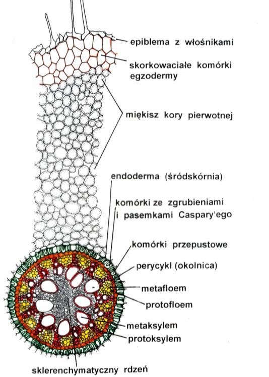 kora pierwotna ZAPAMIĘTAJ!
