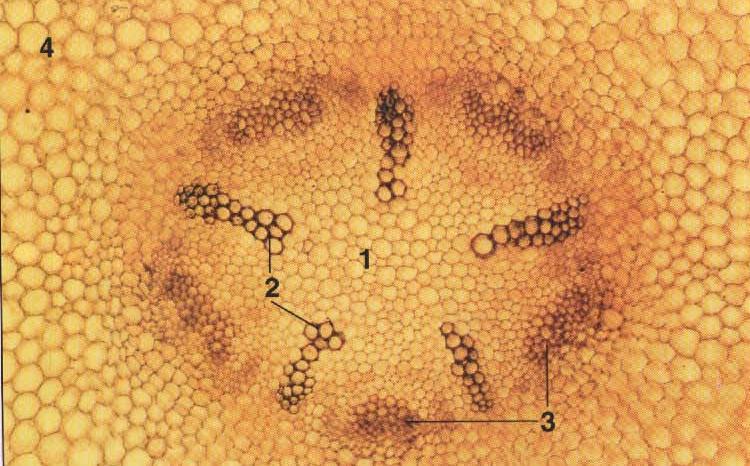 Przyrost wtórny korzenia walec osiowy w fazie zakładania kambium protofloem metafloem protoksylem metaksylem miejsce zakładania