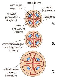 - z okolnicy (naprzeciwko pasm protoksylemu) odróżnicowanie z tkanek stałych KAMBIUM Drewno pierwotne (ksylem) Łyko pierwotne