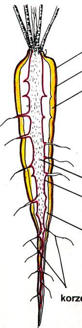Budowa anatomiczna korzenia
