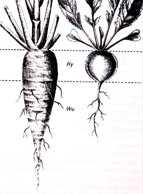 kambium łyko wtórne drewno