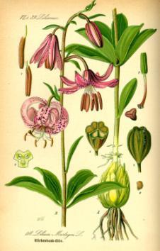 Arum 6-12 cm Bulwocebula