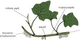 Korzenie czepne liany, pnącza (np.