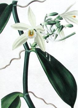 ananasowate (Bromeliaceae) paprocie epifityczne
