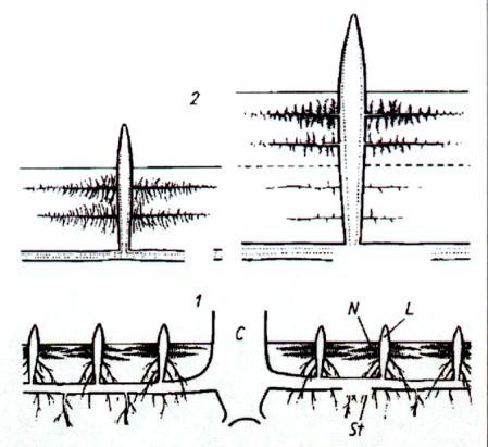 AERENCHYMA Stadia