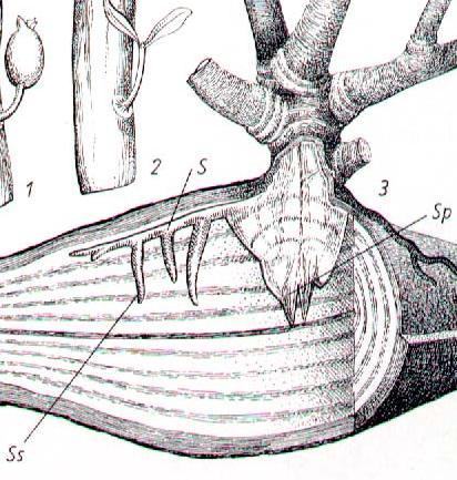 KORZENIE