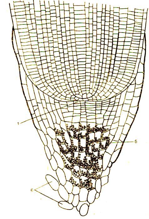 MERYSTEM WIERZCHOŁKOWY KORZENIA HISTOGENY dermatogen peryblem plerom promerystem (=