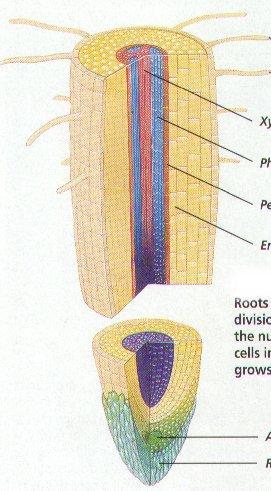ROZWÓJ BUDOWY PIERWOTNEJ W KORZENIU ksylem wiązka floem radialna WALEC perycykl = okolnica