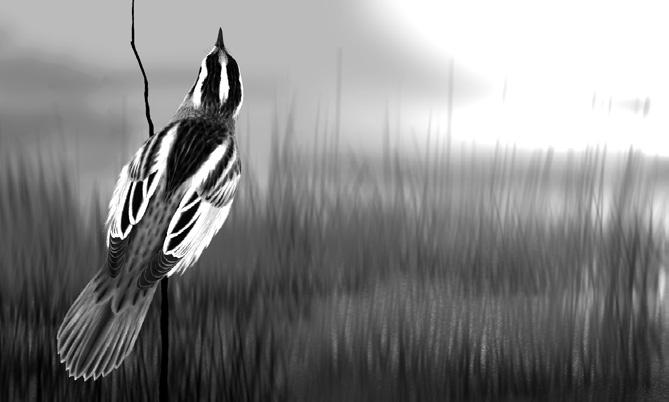 Ornis Polonica 2017, 58: 215 243 Awifauna lęgowa Chełmskich Torfowisk Węglanowych zmiany jakościowe i ilościowe w latach 1986 2015 Tomasz Buczek, Alicja Buczek Abstrakt: W pracy zaprezentowano wyniki