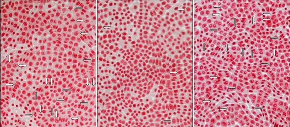 indeks mitotyczny (%) Aktywność mitotyczna Test komórek Allium wierzchołków korzeni Allium cepa L.