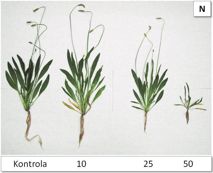 Plantago