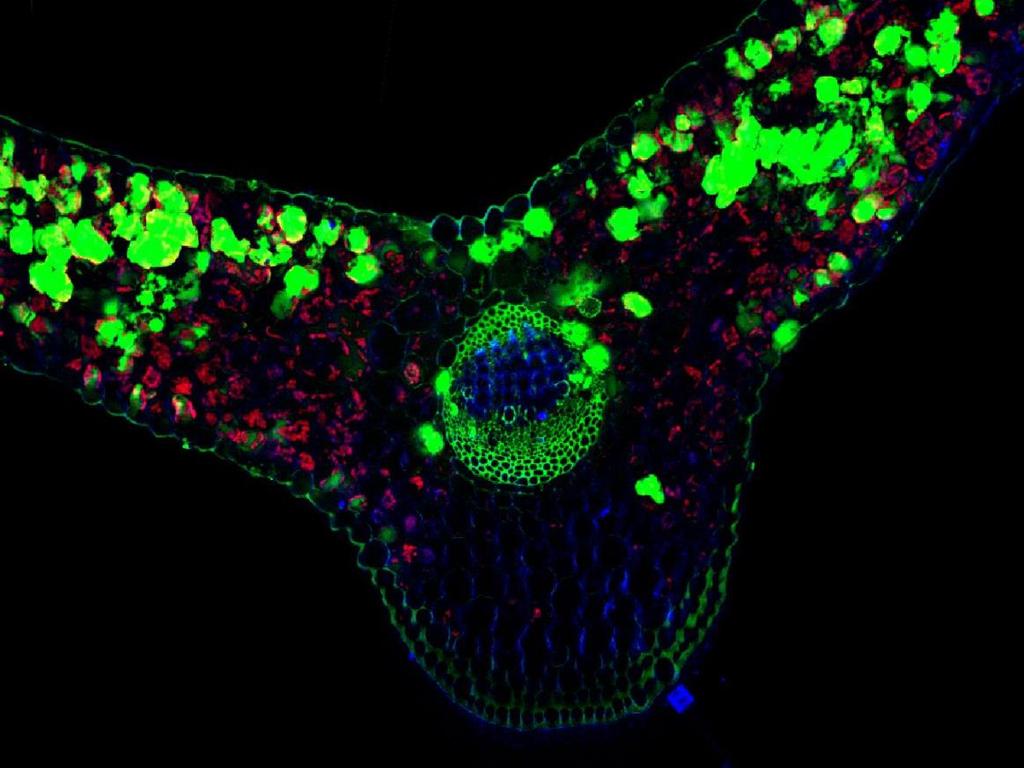 Rozmieszczenie Zn w Plantago Lanceolata λ ex. = 404 nm celuloza λ ex.