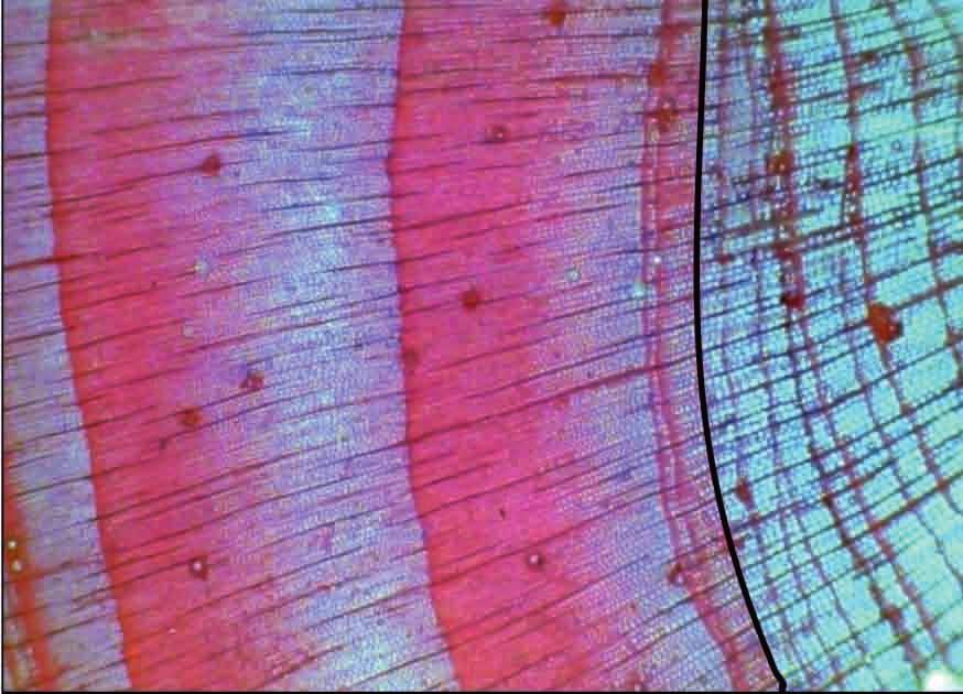 Przeprowadzone badania polega³y g³ównie na szczegó³owym kartowaniu geomorfologicznym den dolin i koryt potoków górskich w skali 1:50 i 1:100.