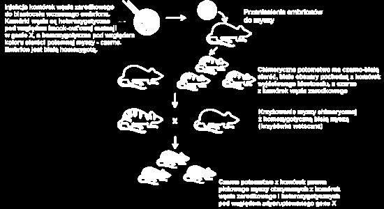 4. Etap: iniekcja wyselekcjonowanych in vitro komórek zarodkowych z nokautem genowym i uzyskanie potomstwa z nokautem genowym we wszystkich komórkach ciała