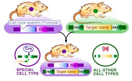 Jak za pomocą systemu Cre/loxP otrzymać mysz,