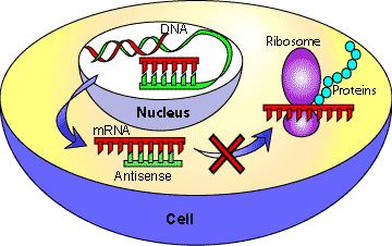 Antysensowne RNA (arna) mrna może tworzyć struktury dsrna jeśli w komórce pojawi się druga nić RNA komplementarna do nici sensownej Taka nić nazywa się antysensownym RNA arna Wprowadzenie do komórki
