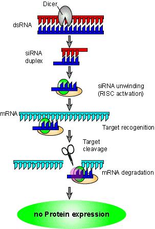 Jak działa RNAi na poziomie molekularnym? dsrna jest dla komórki czymś niezwykłym i sygnałem nienormalności.