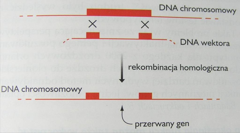 Jak uzyskać mysz - z knockoutem genowym?