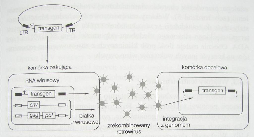 pochodzenia wirusowego Wektor