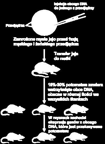 zapłodnionej komórki jajowej