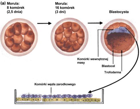 3) Zastosowanie zarodkowych komórek macierzystych ES (embrionic stem) totipotencjalnych tzn.