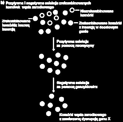 3. Etap: wprowadzenie konstruktu do mutagenezy do