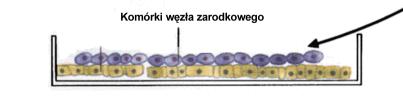 komórek z insercją konstruktu w docelowym genie in