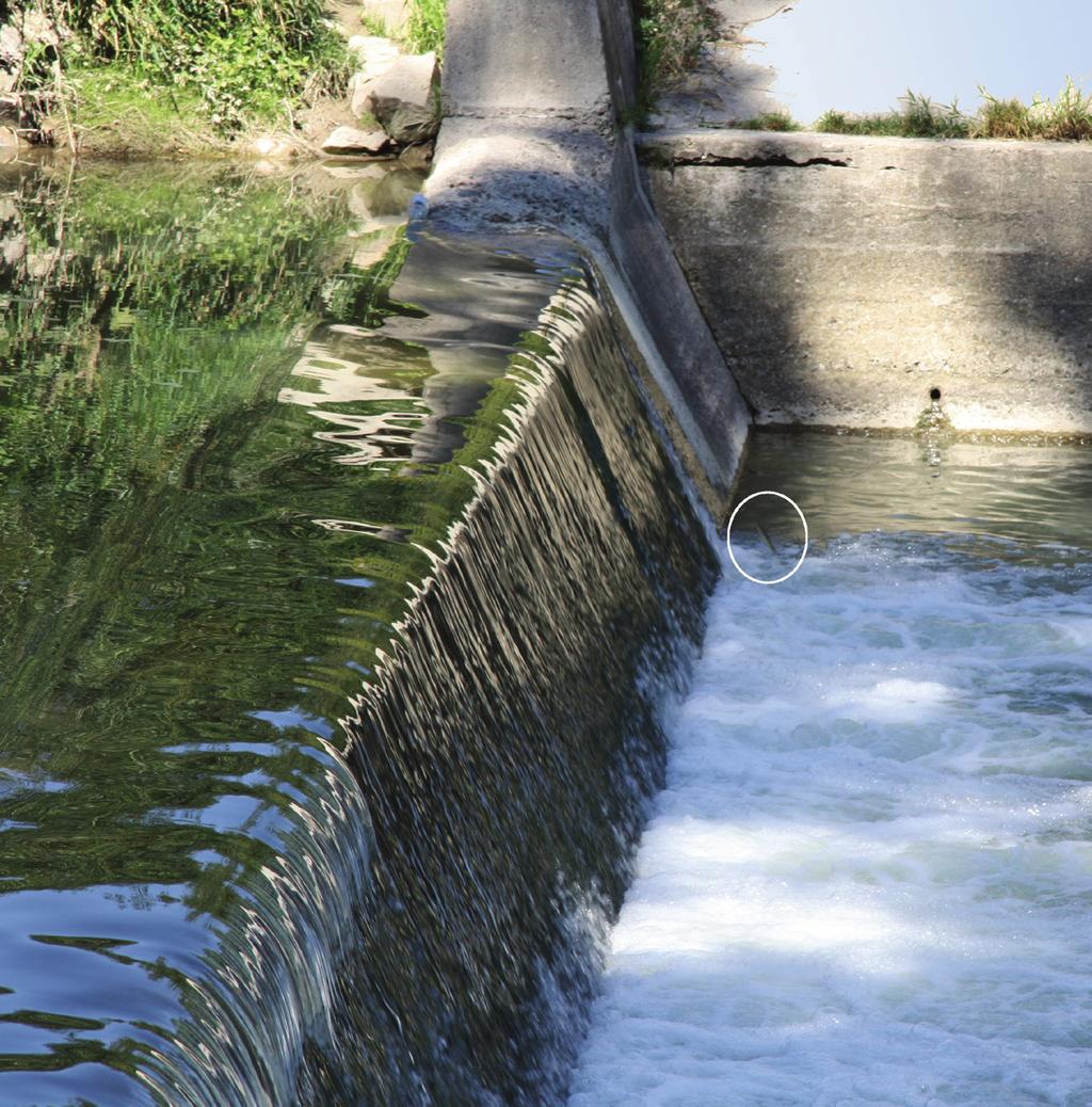 Chrońmy Przyr. Ojcz. rocznik 65, zeszyt 2, 2009. Ryc. 1. Próg regulacyjny w Jankowej na rzece Biała Tarnowska próba skoku (fot. G. MazurkiewiczBoroń; 2009 r.) Fig. 1. Water bar near Jankowa on the Biała Tarnowska River jumping ﬁsh (photo by G.