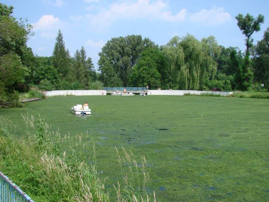 ZAKWITY GLONÓW I TOKSYCZNYCH SINIC w zbiornikach rekreacyjnych