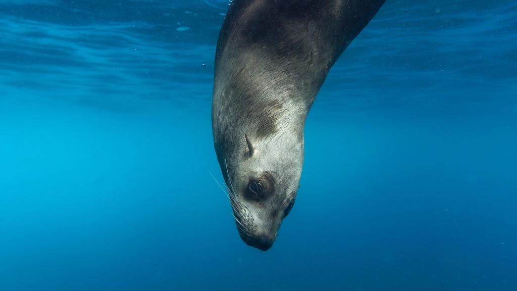 GALAPAGOS