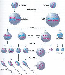 GAMETOGENEZA spermatogonium oogonium spermatocyty I-ego rzędu spermatocyty II-ego rzędu oocyty II-ego