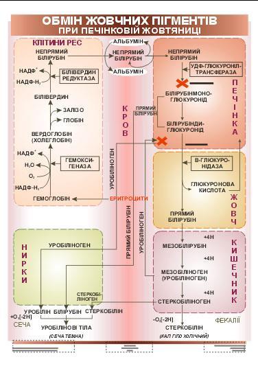 METABOLIZM BARWNIKÓW ŻÓŁCIOWYCH W ŻÓŁTACZCE MIĄŻSZOWEJ (WĄTROBOWEJ) NADP + NADPH 2 NADP + CELLS OF RES Indirect bilirubin Biliverdin Verdoglobin Biliverdin reductase Iron Globin