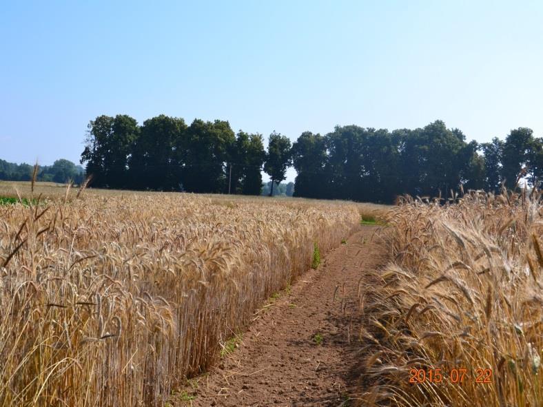 Podsumowanie cd. Niższa średnia zawartośd białka w ziarnie pszenżyta ozimego mogła byd związana z lepszym wypełnieniem ziarna, co z kolei było związane także z wyższą masą 1000 ziarn.