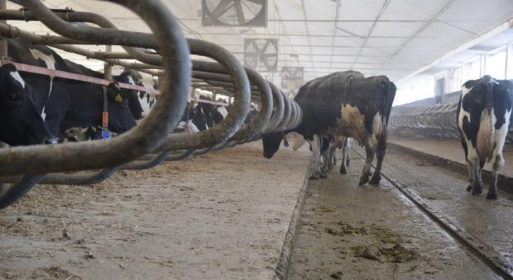 korzyści ze stosowania Lectum Ograniczenie infekcji więcej mleka Poprawia komfort krów, zwierzęta spędzają więcej czasu w trakcie dnia leżąc, zmniejsza się ich stres i zwiększa produkcja mleka.