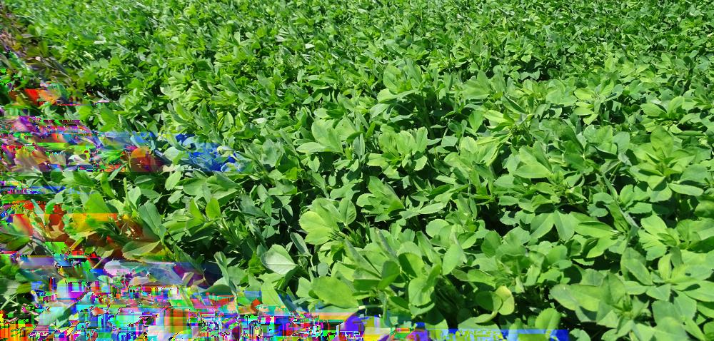 https://www. Technologia otoczkowania nasion w uprawie lucerny Autor: agrofakt.