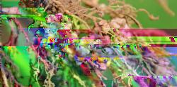 https://www. ekspert z firmy DSV. Bakterie brodawkowe (Rhizobium) zawarte w DynaSeed LegumeMaxx wchodzą w symbiozę z rośliną. Najpierw bakterie wyszukują włośniki rośliny żywicielskiej.