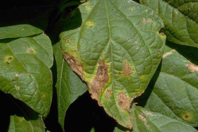 Objawy ostrej bakteriozy fasoli na liściach Źródło: