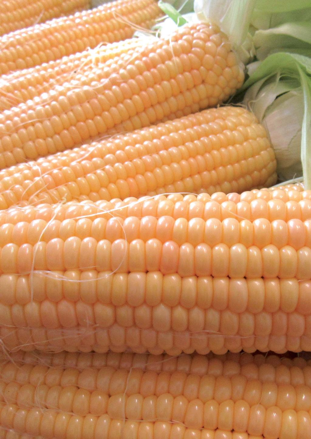 Seminis będąc częścią koncernu Monsanto, dysponuje najnowocześniejszą technologią molekularną przyśpieszającą znacznie prace hodowlane nad nowymi odmianami kukurydzy cukrowej.