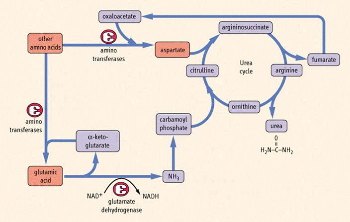 Inne aminokwasy Szczawiooctan Aminotransferazy asparaginian Cytrulina Argininobursztynian Cykl mocznikowy Arginina