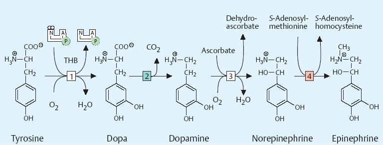 Hydro ksylaza tyrozyny Dekarbo ksylaza DOPA (PLP) Hydroksylaza dopaminy