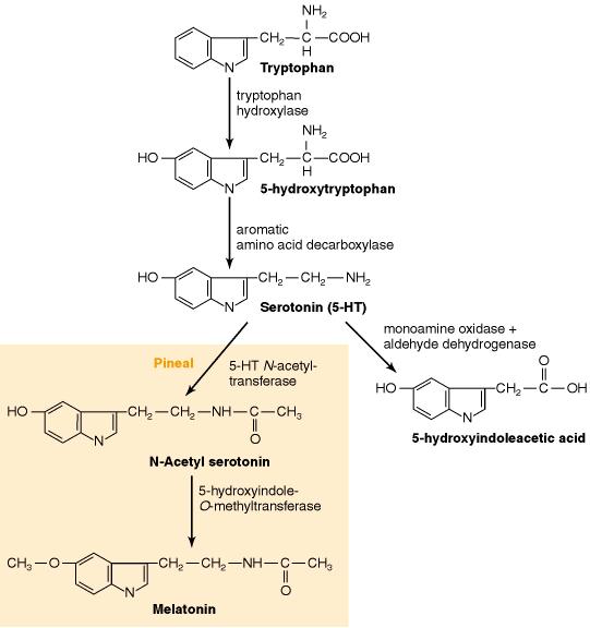 O 2 + H 4 Biopterin H 2 O + H 2 Biopterin Hydroksylaza tryptofanowa