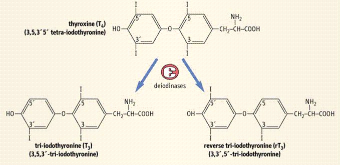 T 3 T 4 (trójjodotyronina)