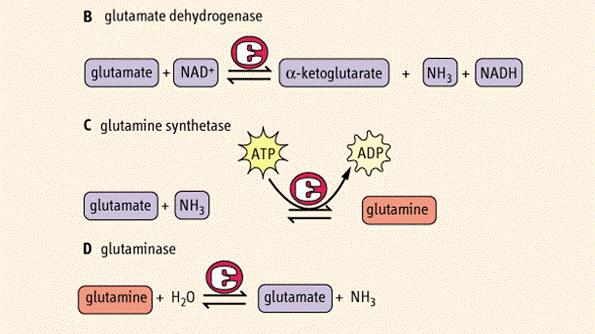 1. DEHYDROGENAZA GLUTAMINIANOWA Glutaminian -ketoglutaran 2.