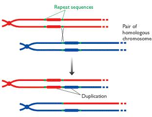 duplikacje genów lub ich fragmentów nierówny crossing-over X1 X2 X1 X2 nierównomierna wymiana