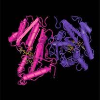 N-końcowa domena Podjednostki β (HBB) Podjednostki α (HBA1) C-końcowa domena Monomer