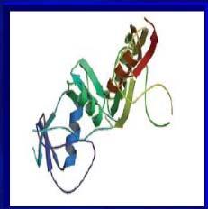 β-globin.