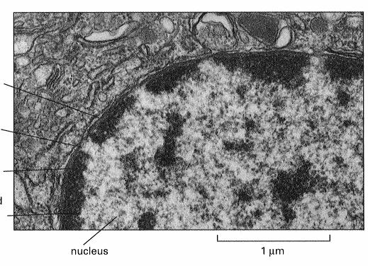 komórkowo-specyficzne macierzy DNA, RNA macierzy Chromatyna kompleks DNA, histonów i białek